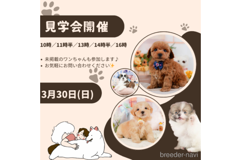 成約済の静岡県のシーズー-377689の3枚目